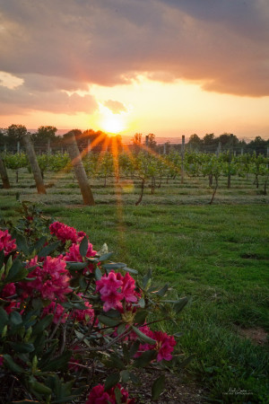 This East Coast Spot Is Considered One Of The Most Underrated Wine Destinations