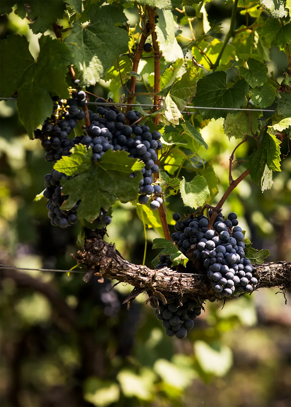 Grapes at Shelton Vineyards