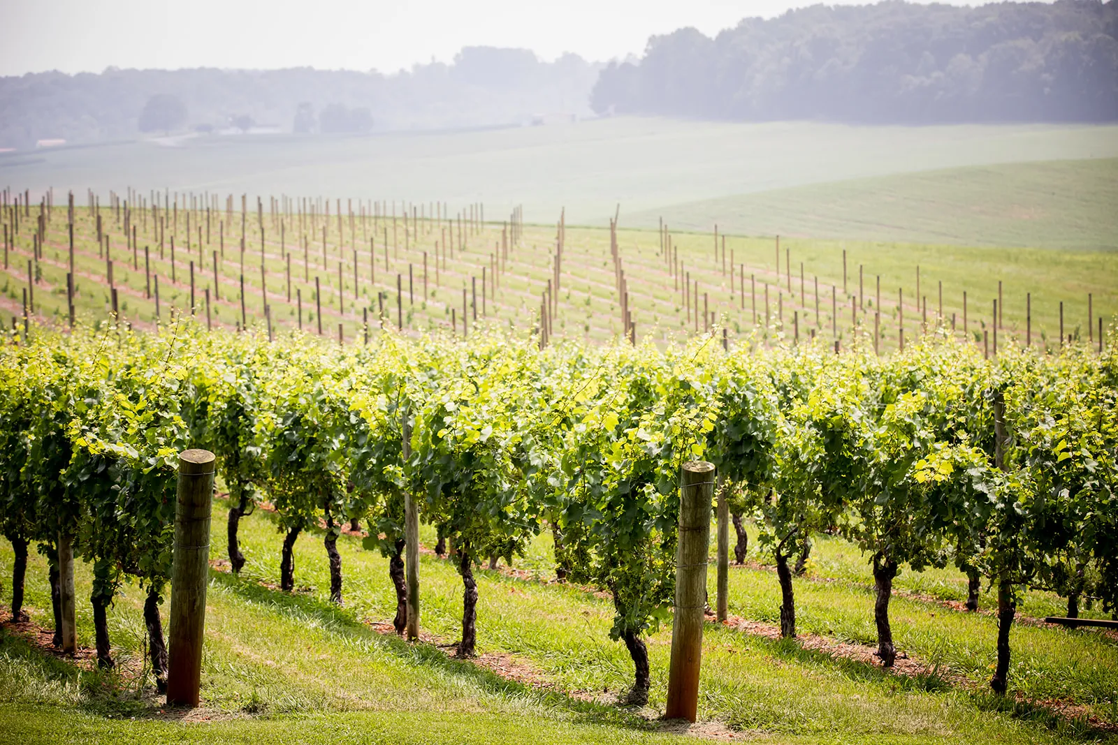 Rows of vines at Shelton Vineyards