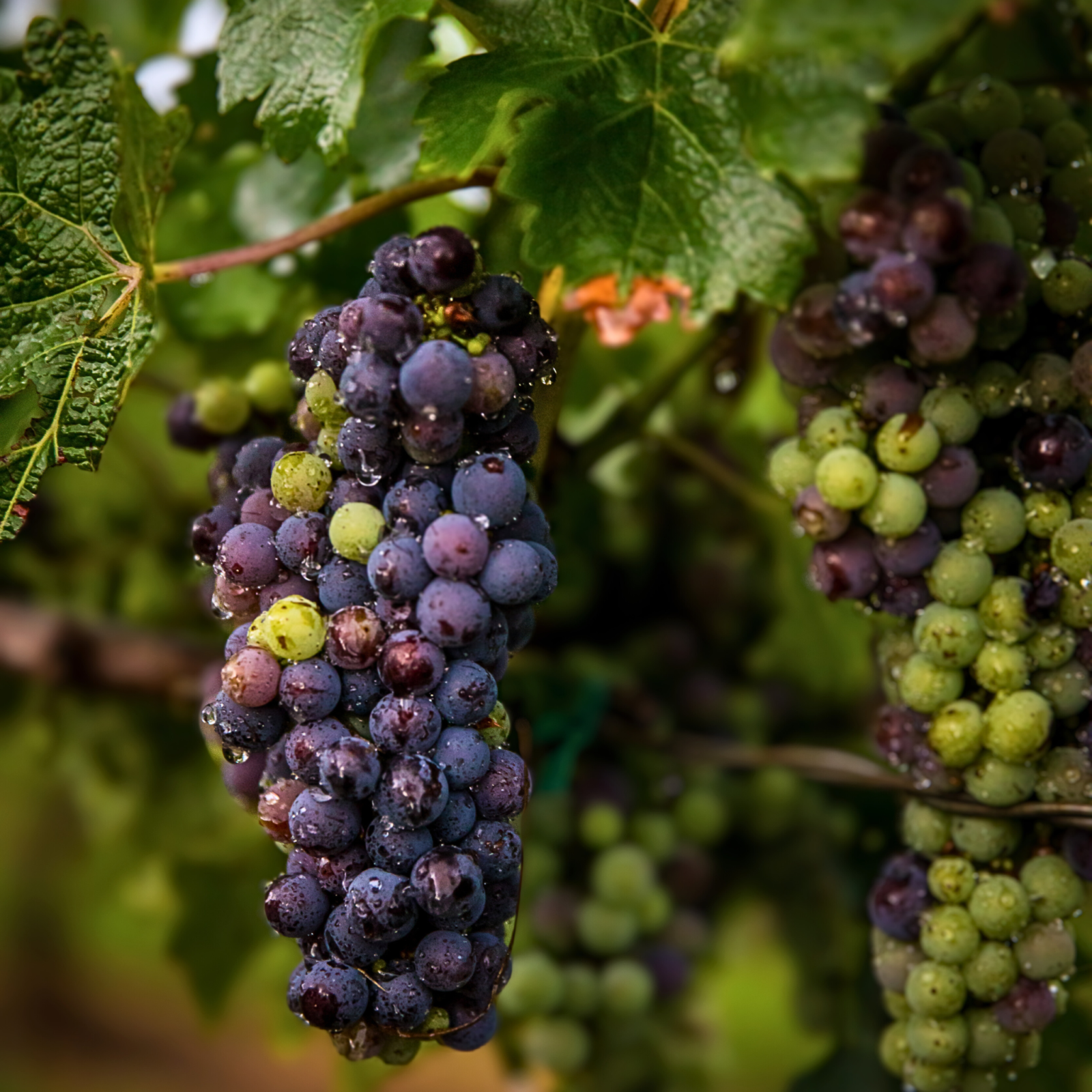 Grapes at Shelton Vineyards
