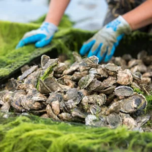Shelton Vineyards Oyster Roast